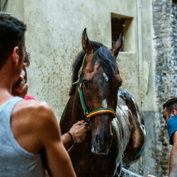 palio 2022-1